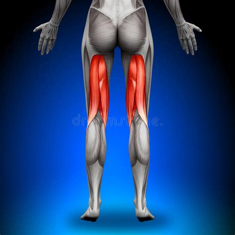 Glute and hamstring backside anatomy. Hamstrings - Female Anatomy Muscles Stock Illustration - Illustration of glutes, human: 41041540