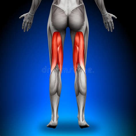 The hamstring is actually composed of three separate muscles that share the same origin at the bottom of the pelvis but all attach to different engage your core and your glutes and lower down with control. Hamstrings - Female Anatomy Muscles Stock Illustration ...