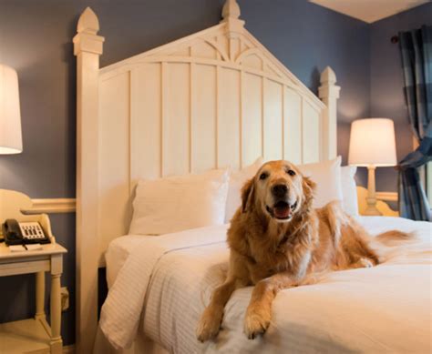 There are 54 pet friendly vacation rentals in hiawassee, ga. Pet Friendly Resorts in Georgia | Lanier Islands - Pet ...