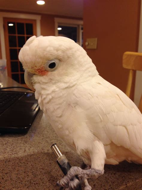 Goffin's cockatoo | world parrot trust. Speedy my goffin cockatoo | Cockatoo, Best pet birds ...