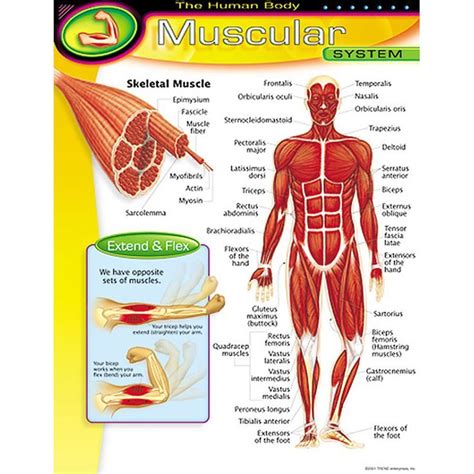 Muscles allow a person to move. Large illustration shows and names major muscles of the ...
