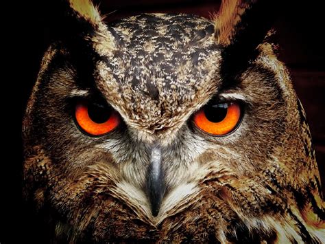 Tersedia berbagai macam produk burung hantu anakan sesuai dengan kebutuhan hewan peliharaan kesayangan kamu. ANIMALS PICTURE: GAMBAR BURUNG HANTU (Owl Bird Pictures)-10