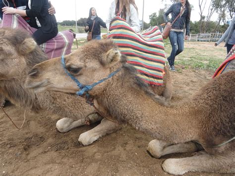 How much money do i need for morocco? Oh honey, Don't worry: The camel's of Morocco