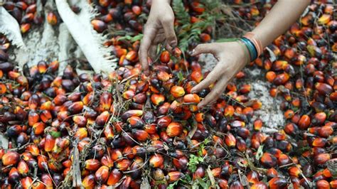 Palm oil (cpo, crude palm oil) is extracted from ffb (fresh fruit bunch) by mechanical process, where a mill commonly handles 45 to 100 mt per hour of ffb. Oil palm plantations, mills planned for Davao region - YouTube