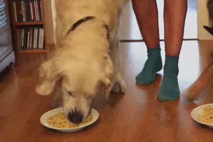 You can also serve spaghetti noodles as a dog treat. Two dogs have a spaghetti-eating competition. But who will ...