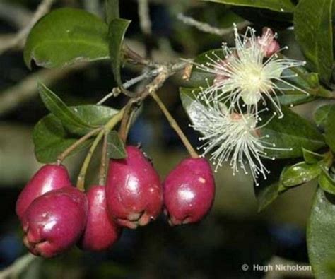 Shopping & retail in yeppoon, queensland. Lilly Pilly Leaves - Syzygium australe | Flowering shrubs ...