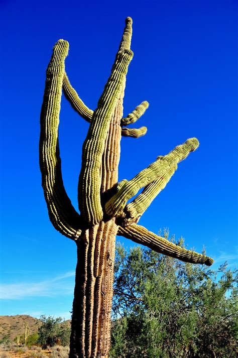 Vandals destroy iconic saguaro cactus plants; could face felony charges ...