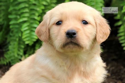 Our family has love and passion for great golden retriever dogs. Tessa: Golden Retriever puppy for sale near Harrisburg ...