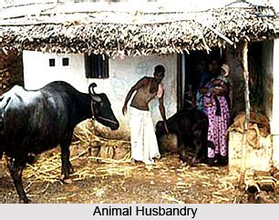 Or even just one with easier to understand language? Livestock in India, Animal Husbandry in India