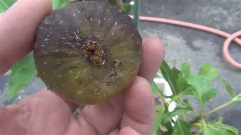 What kind of tree has ants on it? Ants like figs too - YouTube