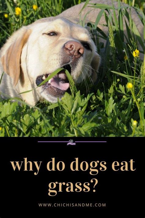 Wondering why dogs eat grass? Why Do Dogs Eat Grass? Why would a dog eat grass? Learn ...