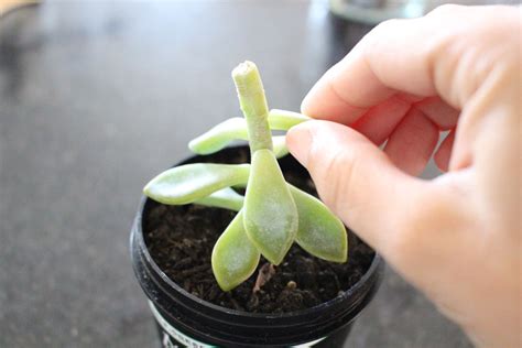 It's easy to grow cactus from grafts, seeds or cuttings if you for example, those growing from hanging stems can take on a more upright new growth habit when properly matched and grafted with another type of. How to Grow New Succulents from Leaf Cuttings