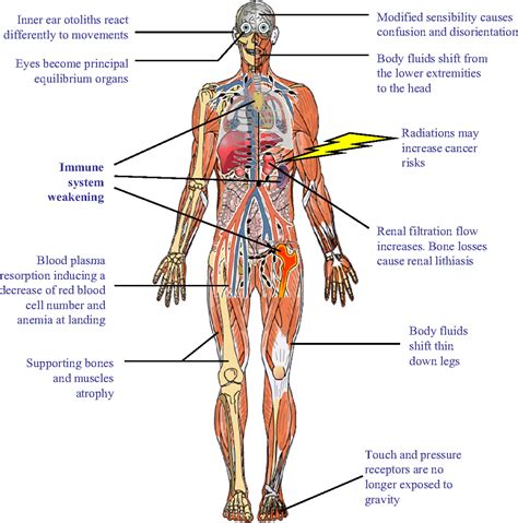 Male reproductive organ structure and function. human body systems and functions - ModernHeal.com