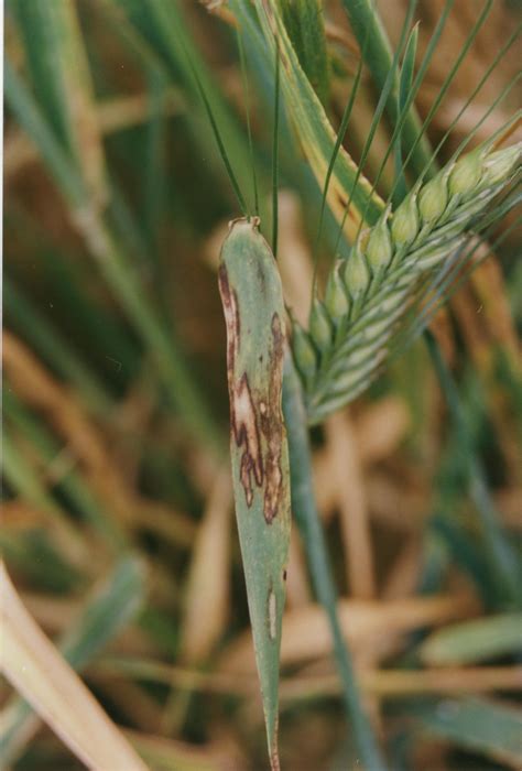 Fields' disease is the rarest health condition ever known in the world as long as it was diagnosed description fields' disease is a neuromuscular disease although the doctors don't have enough. Scald of Barley - Field Crop Diseases Victoria | Field ...