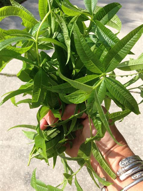 Those long, lanceolate leaves don't look like much, but aloysia citrodora provides the freshest. Images Of Lemon Verbena Alousia Trifolia - Lemon verbena, Lemon beebrush (Aloysia triphylla ...