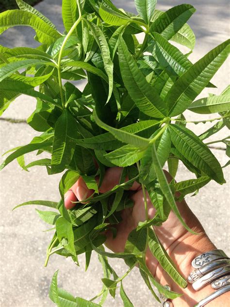 Lemon verbena belongs to the verbenaceae family while lemon balm belongs to the mint family. Images Of Lemon Verbena Alousia Trifolia - Lemon verbena, Lemon beebrush (Aloysia triphylla ...