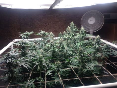 We did not find results for: LED Grow Lights Full spectrum: Top 5 Best Full Spectrum ...