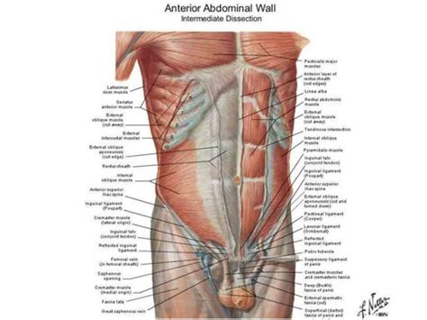 Muscle cells contain protein filaments of actin and myosin that slide past one another. Muscle Chart Male | Body muscle chart, Abdominal muscles ...