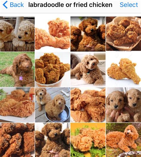 Some dogs really like to eat, so they will badger their owners during dinner time by asking for a bite or staring at them with those puppy eyes… the veggies are great for a game of fetch, but not very tasty… and in the meantime, their owner enjoys tasty chicken. Labradoodle or fried chicken? | Funny animal pictures, Labradoodle, Dog recipes