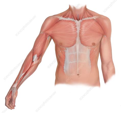 In order to contract both the chest and lat, you need resistance until the upper arms are close to the side of the torso, like in the machine pullover. Upper Torso Muscle Name - How to Get Chest at Home with No ...