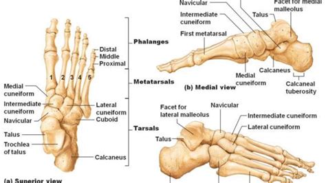 Master leg and knee anatomy using our topic page. Left Foot Ankle Bone Anatomy Bone Anatomy Of Foot ...