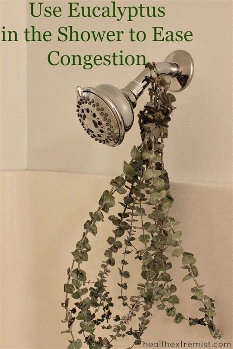 Don't apply baby oil to areas of the skin that have open. How to Use Eucalyptus in the Shower to Ease Congestion ...