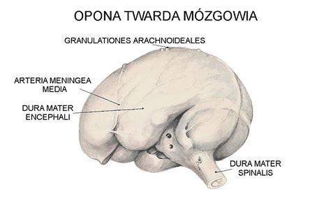 Ma kształt grubego sznura, nieco spłaszczonego w kierunku. Mózgowie i rdzeń kręgowy