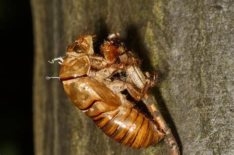 The hard covering of the thorax is called the carapace. Abandoned Cicada Shell. Image Of An Insect Shell Exoskeleton. Stock Photo - Image of fauna ...