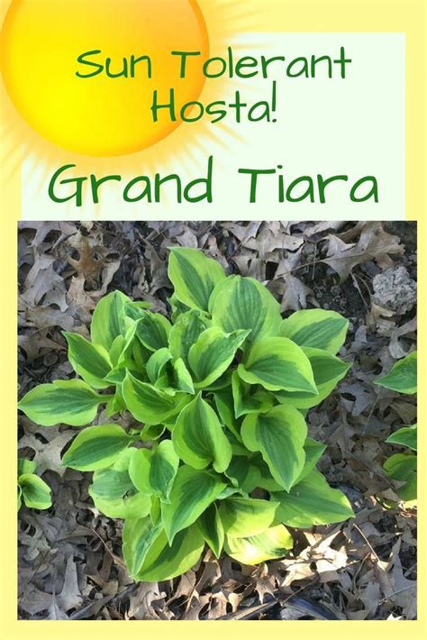 Plant in mass or as a border in sunny areas. Grand Tiara Hosta is sun tolerant and one of the best ...