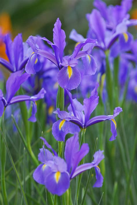 With iris seed propagation, it takes two plants to make the new one. Greatest Growing Iris - Flower Garden Ideas