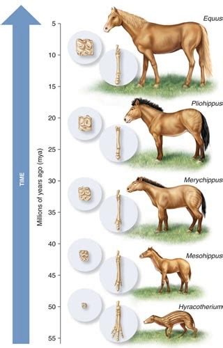 A key principle of the theory of evolution, species can undergo modifications over time, with such change sometimes resulting in the formation of new, separate species. ExposingReligion Blog - The Fossil Record of Evolution ...