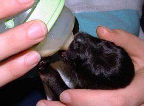 Even though it's tough, it's very important to wean your baby. The recipe we used to bottle feed the pups | Bottle ...