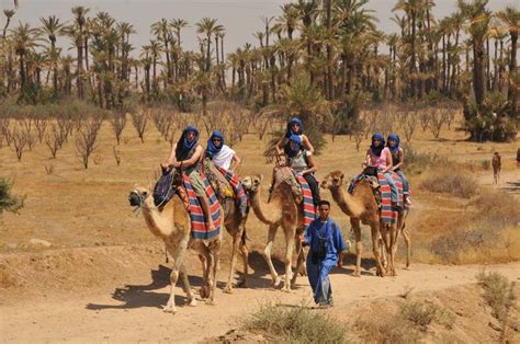 Climb aboard a desert camel on this fascinating tour through the incredible palm grove of marrakech. Tour and ride camel marrakech,camel ride palm grove marrakech