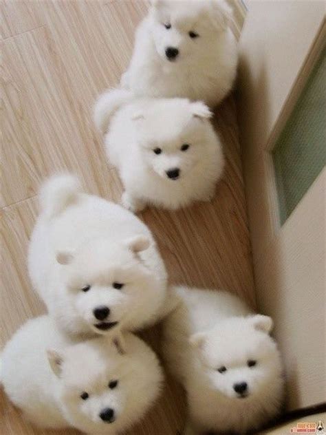 What is the nature of a husky samoyed mix? Samoyed puppies! The best dogs in the whole world.
