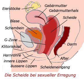 In ihrem inneren befinden sich zahlreiche zellen der immunabwehr. Lilli: - Die Scheide oder Vagina