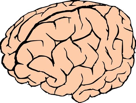 Check spelling or type a new query. Brain Sketch - ClipArt Best