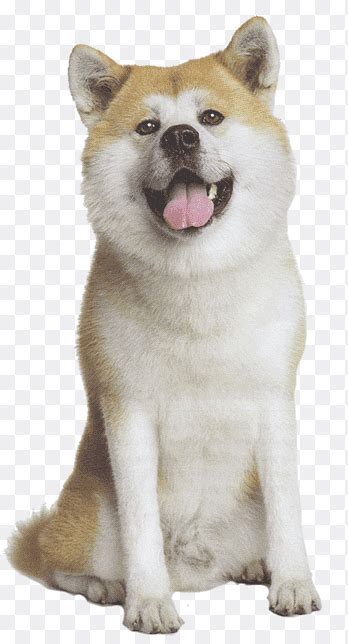 5,000+ vectors, stock photos & psd files. Dogecoin 시바 Inu 컴퓨터 아이콘, 기타, 기타, 육식 동물 png | PNGEgg