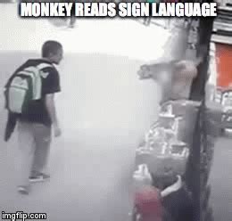 Don't mess with monkeys, they know sign language! - Imgflip