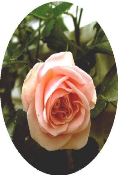 Fiori rosa fiori esotici rose gialle rose meravigliose coltivare i le peonie, fiori meravigliosi, detti anche rose senza spine.raccolta di immagini in liberta' con sottofondo musicale. Parliamo di Fiori?