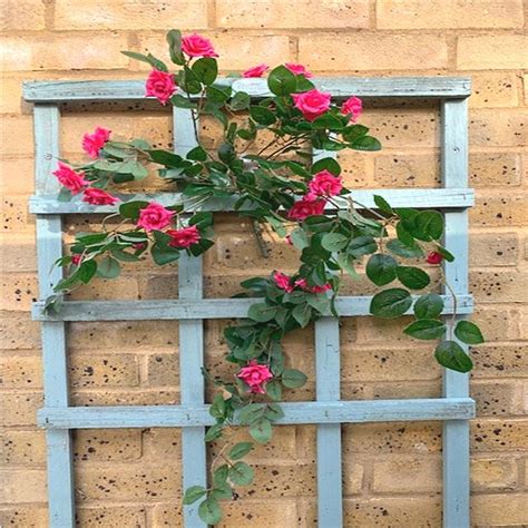 Use custom templates to tell the right story for your business. Artificial Trailing Rose Bush | Hot Pink Mini Rose Bush ...