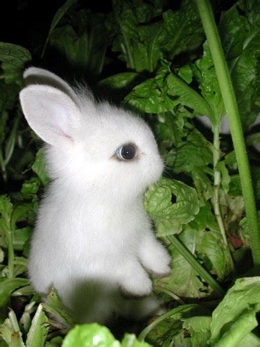 La soluzione scalabile e integrata per la. The White Rabbit Effect - NeuroSculpting® Institute