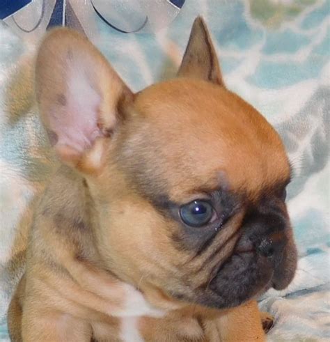 We carefully match our purebred parents to create the rare. merle French Bulldogs | French bulldog puppies, Bulldog ...