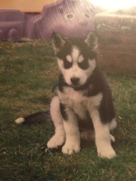 What kind of puppy food do husky puppies need? How to Train and Take Care of a New Siberian Husky Puppy ...