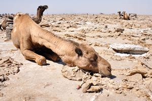 On the other hand, the thoroughbred camel does come from a long line of careful breeding by arabs, who breed for speed, size and strength. Salt mine in the Danakil Depression - Ethiopia