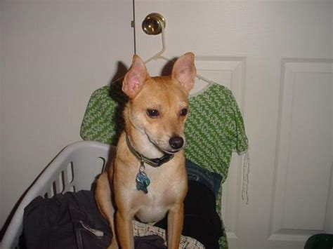 Maybe you would like to learn more about one of these? Pomerat (Pomeranian X Rat Terrier Mix) Dog Info ...