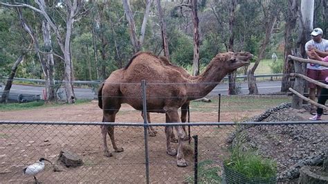 The oakland zoo opened in 1922, and has moved throughout the city until finally settling in the knowledge park neighborhood. The camel enclosure - Picture of Gorge Wildlife Park ...