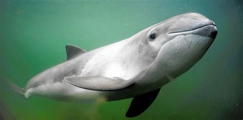 Finnenloser schweinswal {m} finless porpoise neophocaena phocaenoides zool. Schweinswale vor Sylt | Naturschutzgemeinschaft Sylt e.V.