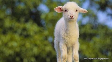 Aku anak kampung tiada pelajaran kuli kuli sahaja memang tidak padan cantik ba kau itu banyak yg tergoda lagi orang kaya. Lirik Lagu Anak Kambing Saya | Lirik Lagu Dunia