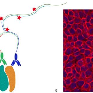 Dent phosphorylation sites (serine and. (PDF) Let There Be Light!