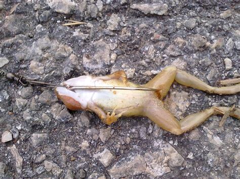 Check spelling or type a new query. Aku Pemancing Tegar